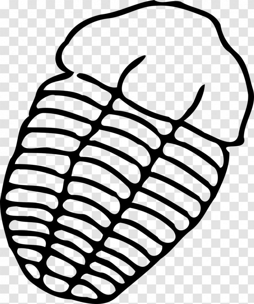 Trilobite Drawing Fossil Clip Art - Image File Formats - Chair Transparent PNG