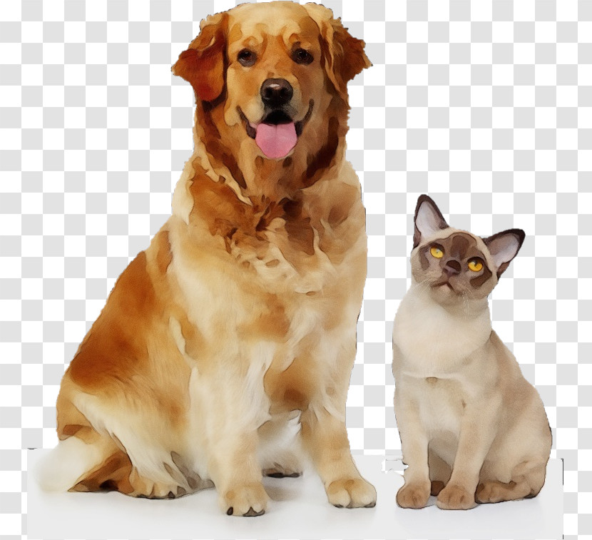 Dog Golden Retriever Companion Dog Cat Sporting Group Transparent PNG