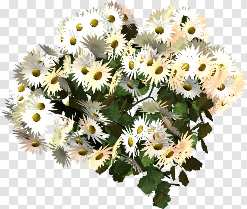 Dendranthema Lavandulifolium Oxeye Daisy German Chamomile Flower - Floristry - Camomile Transparent PNG