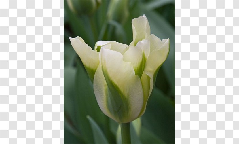 Tulip Petal Plant Stem - Flower - Peruvian Lily Transparent PNG