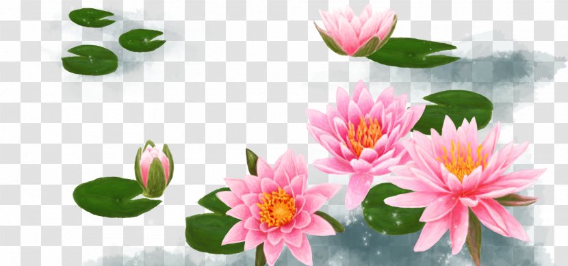 Lotus 31 Nelumbo Nucifera - Hand-painted Background Free Downloads Transparent PNG
