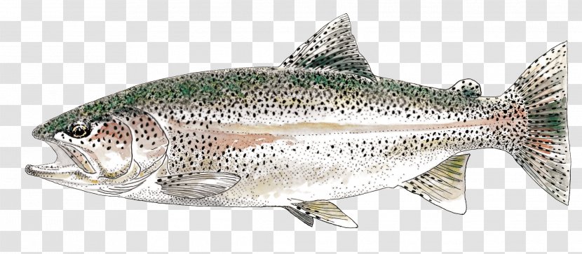 Salmon Trout Vienne Fish Products Fishing - Like Transparent PNG