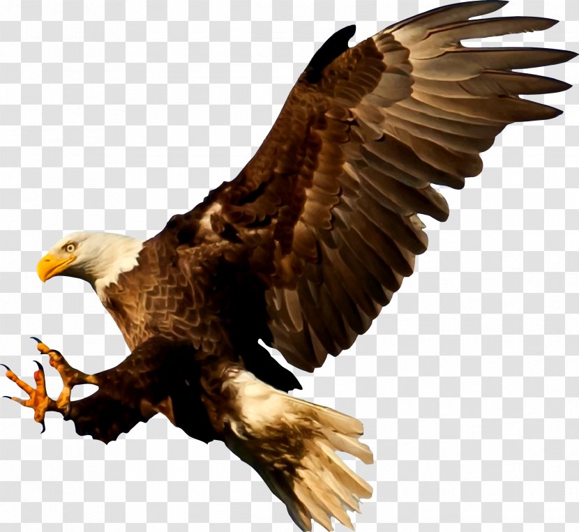 Bald Eagle Bird Silhouette - Royaltyfree - American Transparent PNG