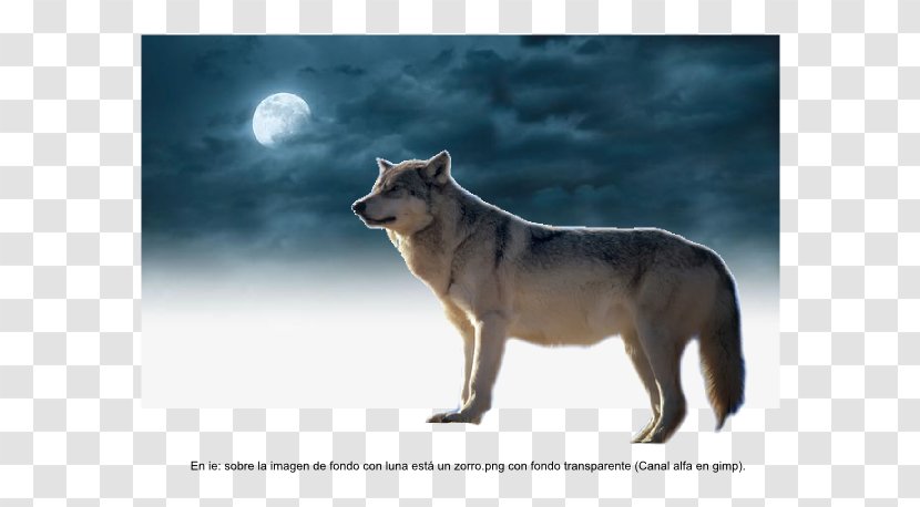 Gray Wolf Coyote Inkscape GIMP Chart - Fauna - Sea Minerals Transparent PNG