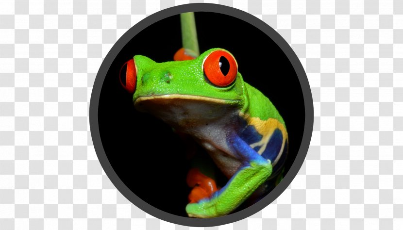 Red-eyed Tree Frog Amphibians Central America Transparent PNG