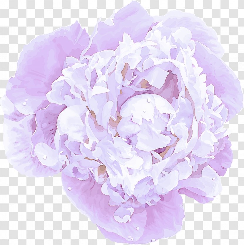Lavender - Lilac - Peony Plant Transparent PNG