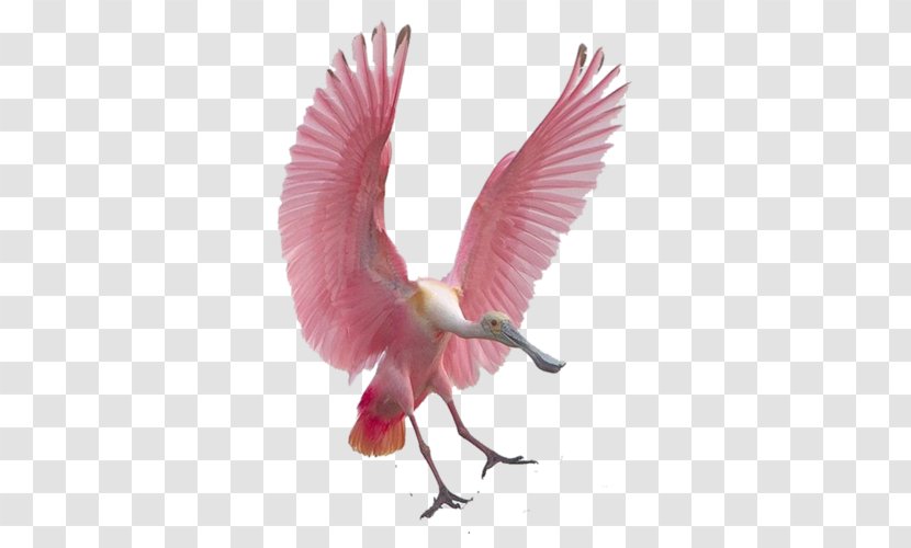 Bird Flight Spoonbills Roseate Spoonbill Feather Transparent PNG