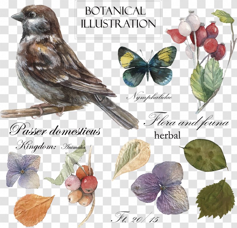 Bird Drawing Botanical Illustration - Vector Hand-painted Posters Transparent PNG