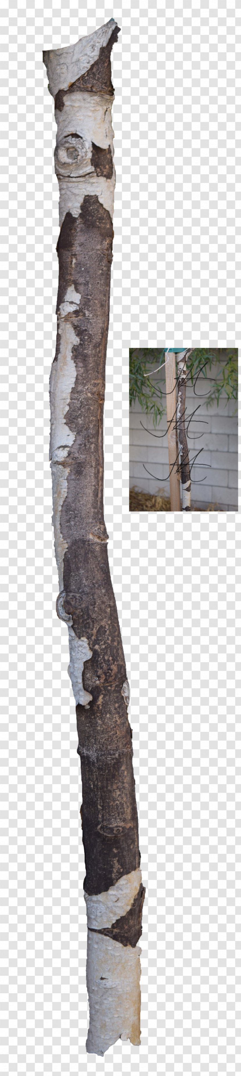 Tree Trunk Branch Wood Transparent PNG