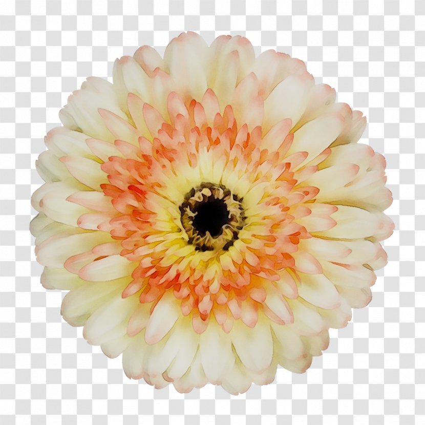 Transvaal Daisy Yellow Cut Flowers - Pollen Transparent PNG