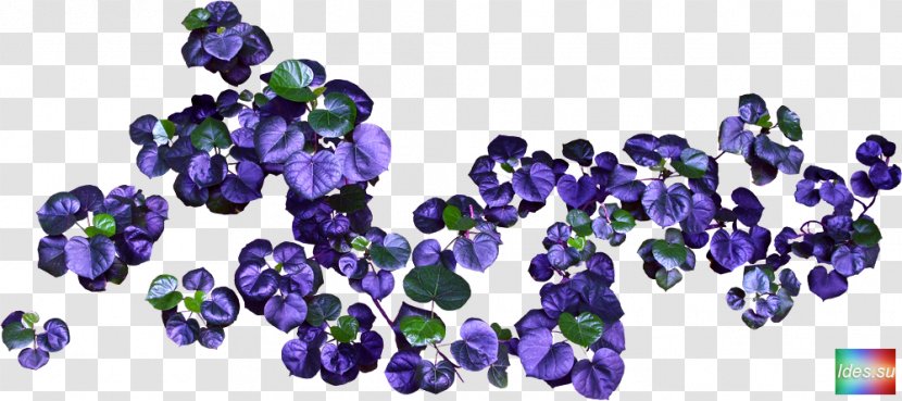 Cut Flowers Violet Clip Art - Color - Flower Transparent PNG