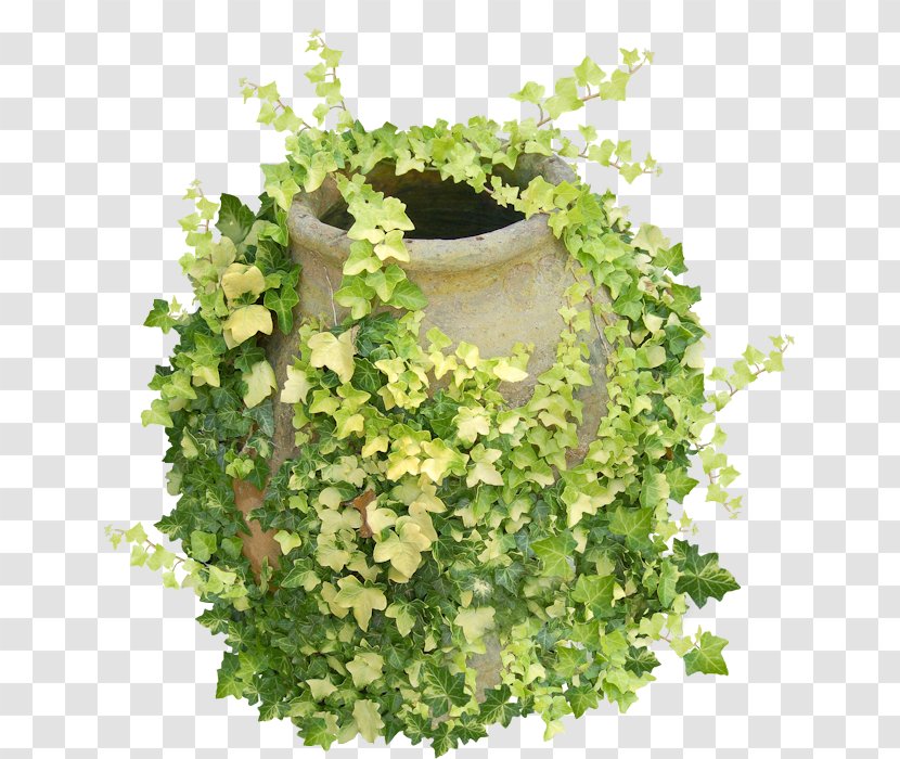 Common Ivy Vine Houseplant Hedera Hibernica - Yellow Trout Lily - Plant Transparent PNG