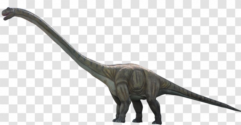 Dinosaur Alamosaurus Velociraptor - Tyrannosaurus Transparent PNG