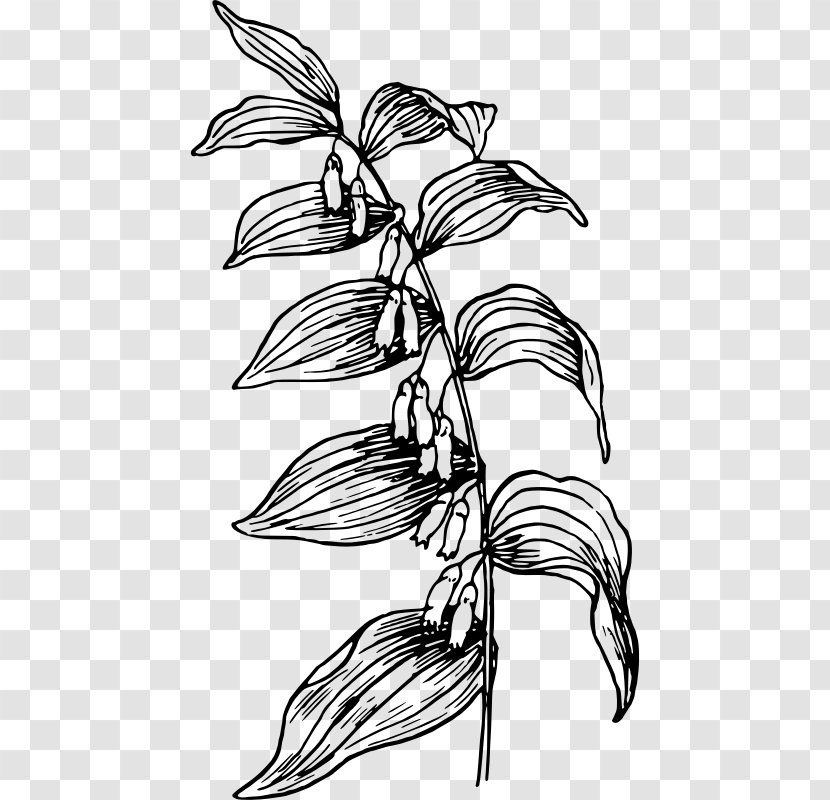 Branch Flower Plant Stem Line Art Clip - Artwork Transparent PNG