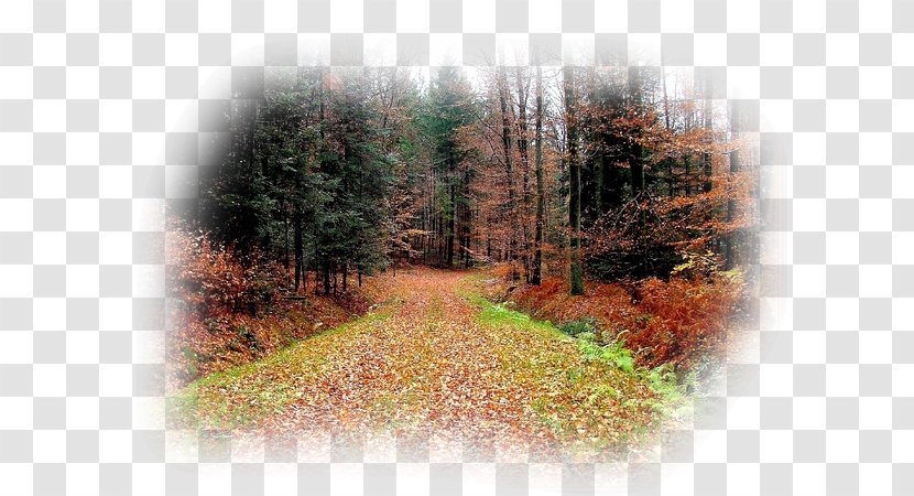 Temperate Broadleaf And Mixed Forest Woodland Nature Reserve Tree - Winter Road Transparent PNG