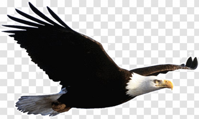 Phoenix Bird - Andean Condor - Tail Kite Transparent PNG