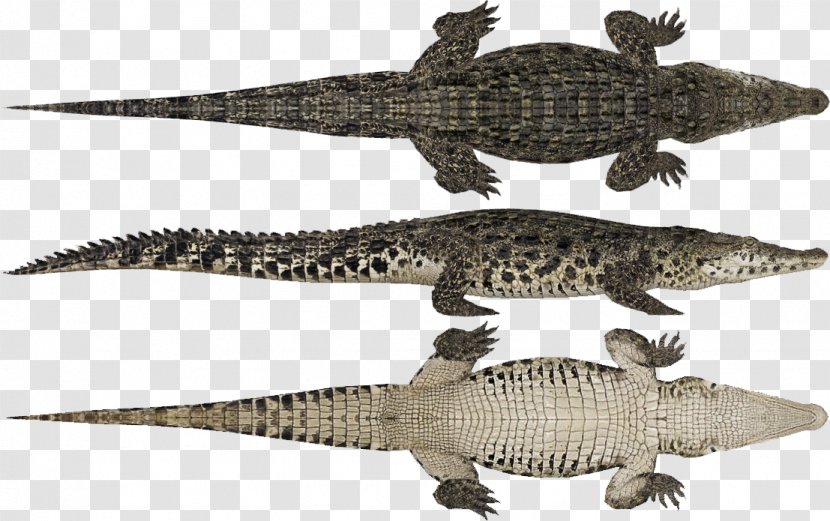 Zoo Tycoon 2: Dino Danger Pack Extinct Animals Crocodiles - Fauna - Crocodile Transparent PNG