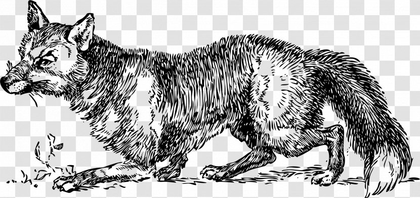 Arctic Fox Drawing - Fauna Transparent PNG