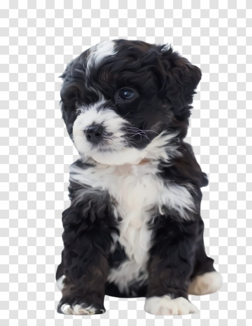 Cute Dog - Cavoodle - Lhasa Apso Toy Poodle Transparent PNG