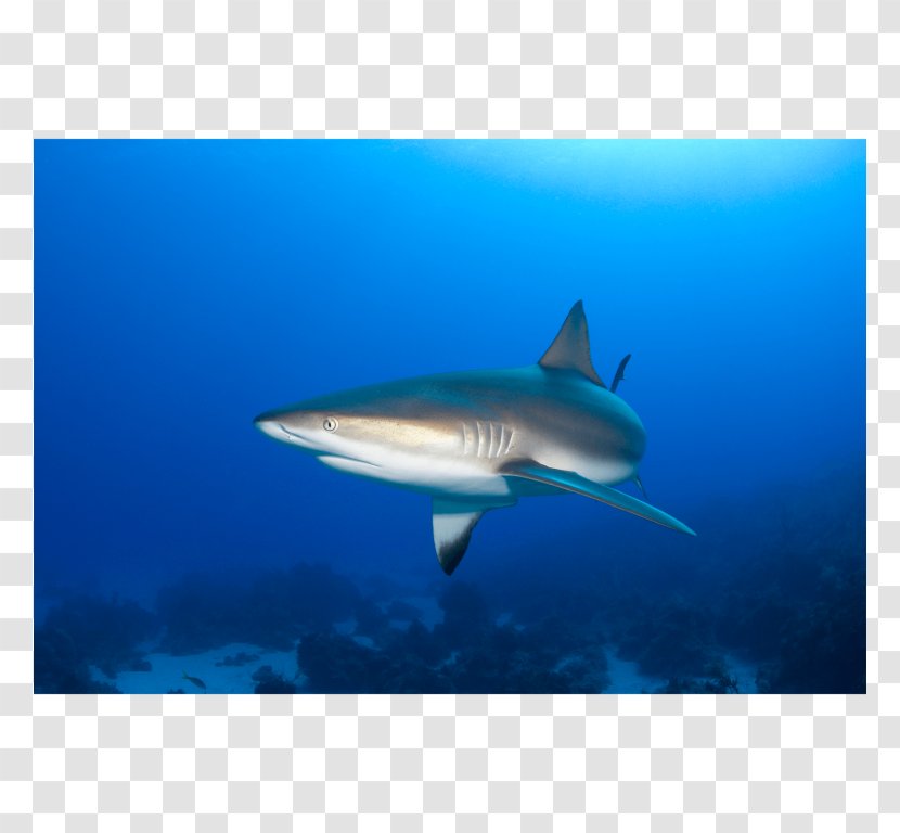 Tiger Shark Great White Requiem Caribbean Reef Transparent PNG