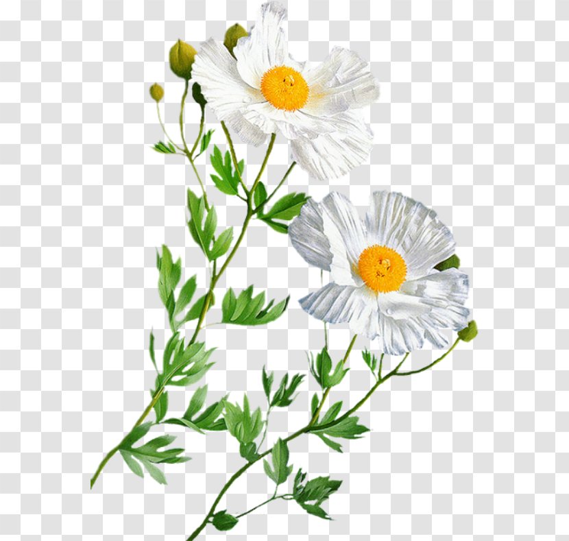 Oxeye Daisy Flower Entertainment Бутон Transparent PNG