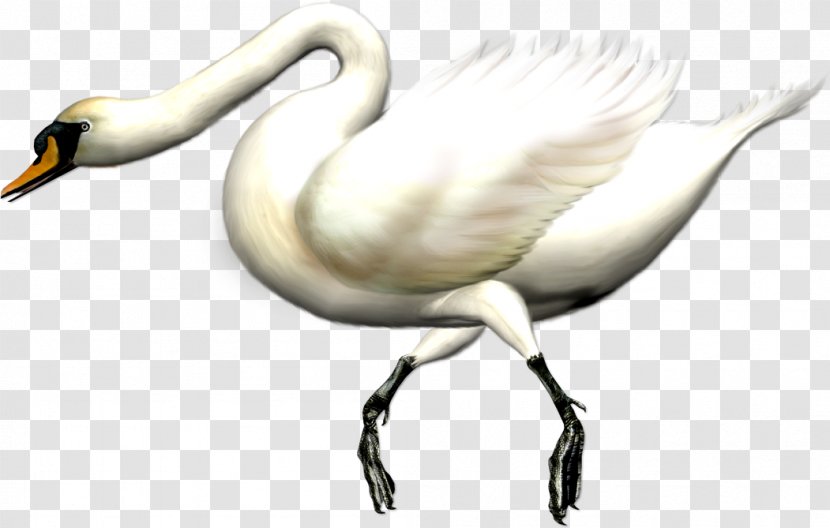 Cygnini Bird Swan Goose Domestic - Beak Transparent PNG