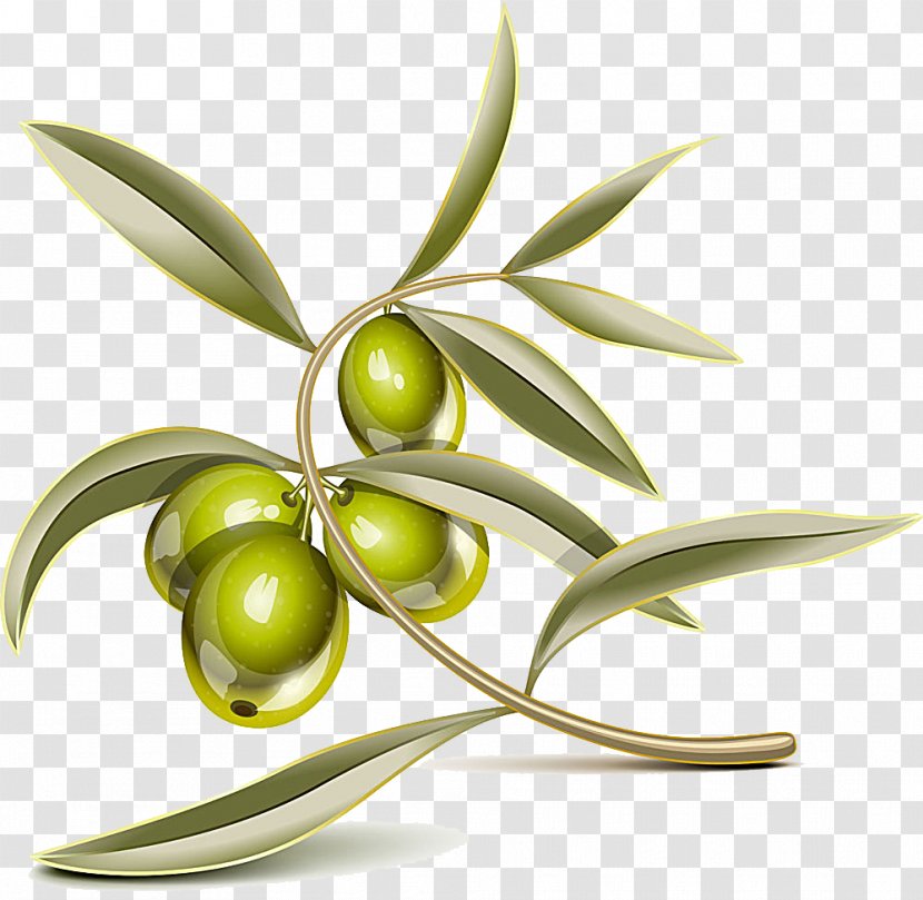 Olive Leaf Branch Clip Art - Royaltyfree - Olives Transparent PNG