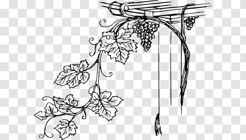 Common Grape Vine Wine Concord Clip Art - Drawing - Grapevine Stencil Transparent PNG