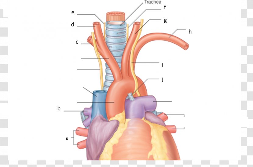 Recurrent Laryngeal Nerve Mediastinum Brachiocephalic Artery Anatomy Subclavian - Cartoon - Watercolor Transparent PNG