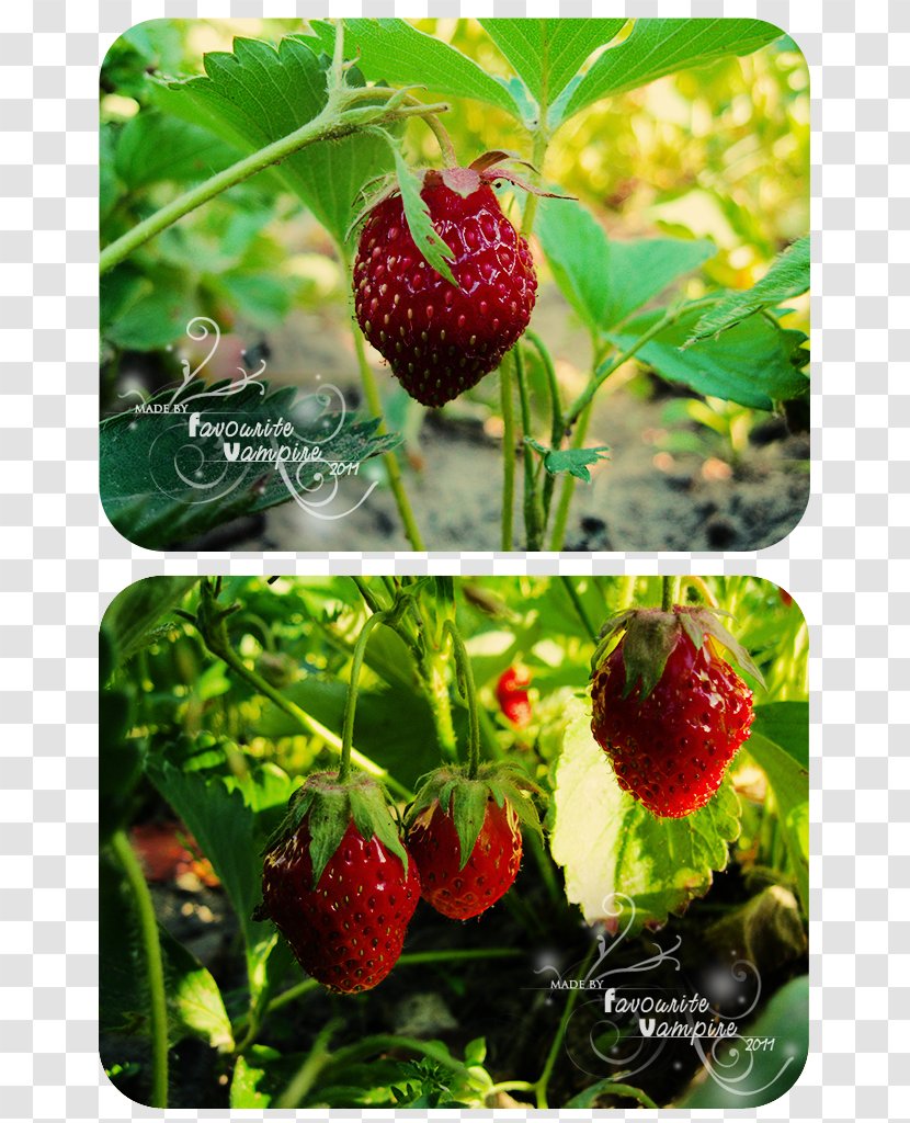 Raspberry Food Loganberry Strawberry - Dewberry - Tree Transparent PNG