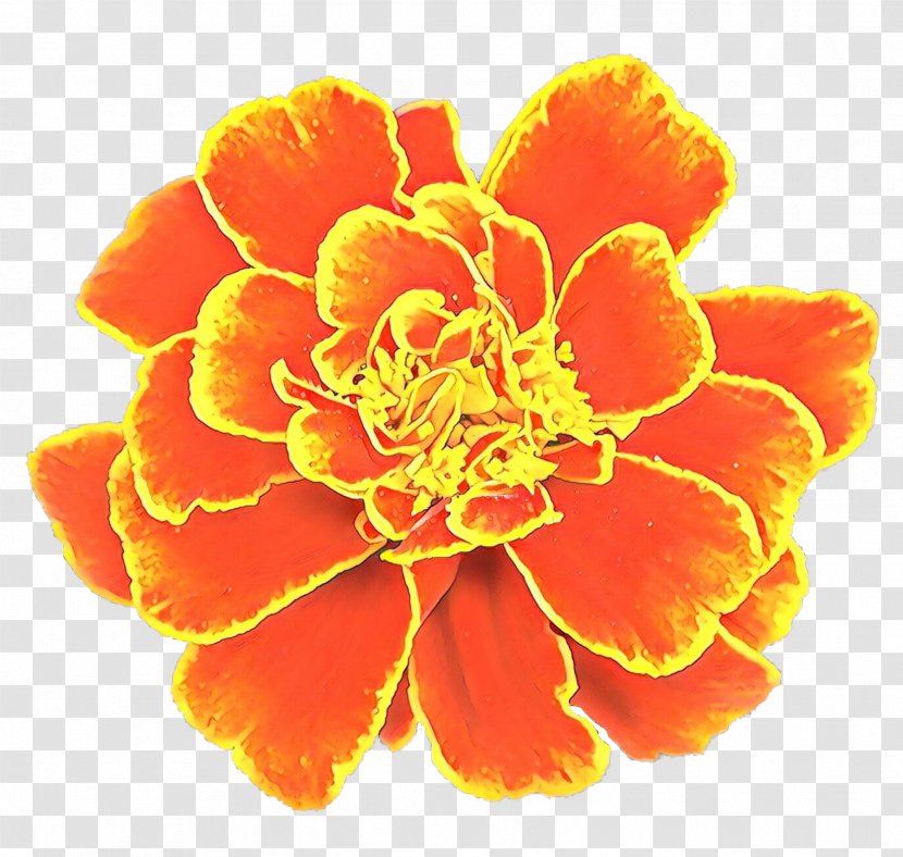 Pot Marigold Flower Clip Art Image Carnation - Flowering Plant - Tagetes Transparent PNG