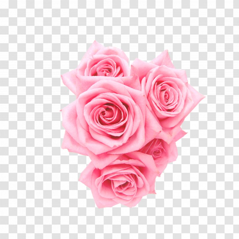 Beach Rose Garden Roses Centifolia Pink Flower - Floral Design Transparent PNG