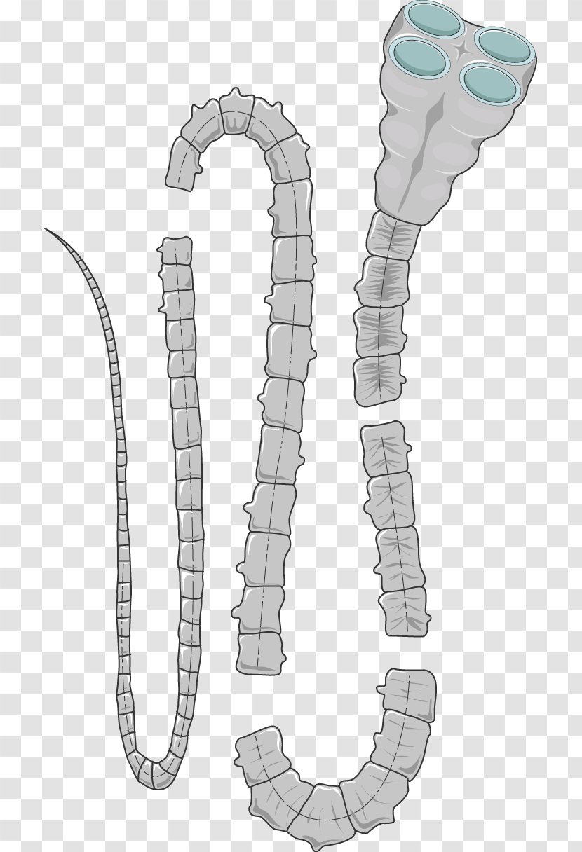 Taenia Saginata Pork Tapeworm Giant Roundworm Cysticercosis - Medical Medicine Transparent PNG