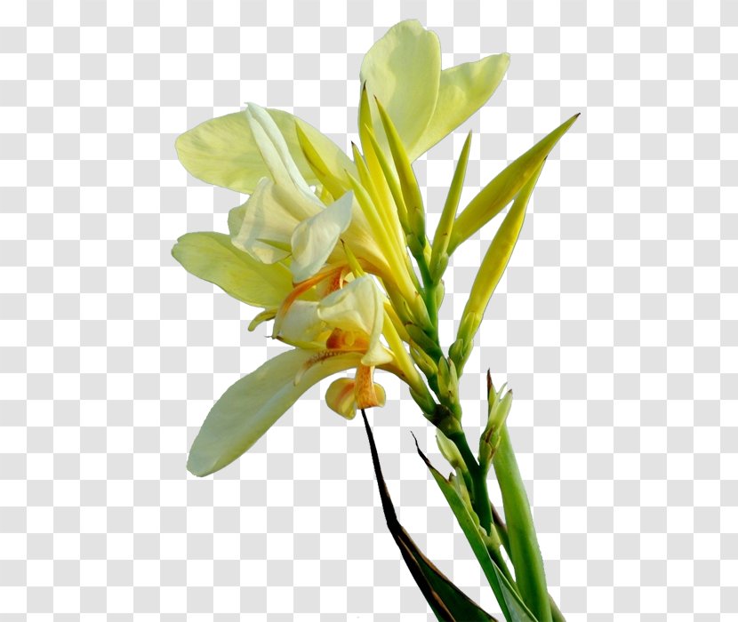 Floral Design Cut Flowers Yellow - Cannabis Pictures Transparent PNG