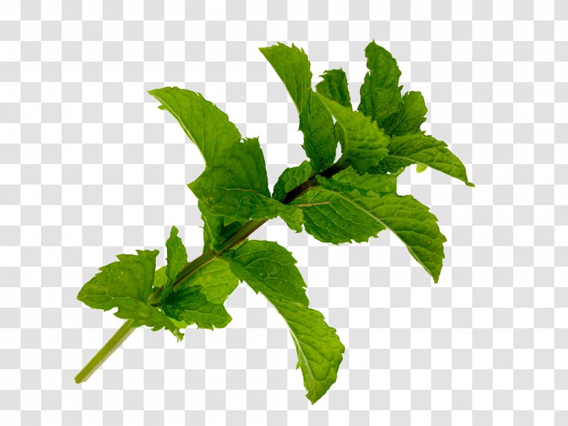 Mentha Spicata Leaf Edible Birds Nest Plant - Mint Transparent PNG