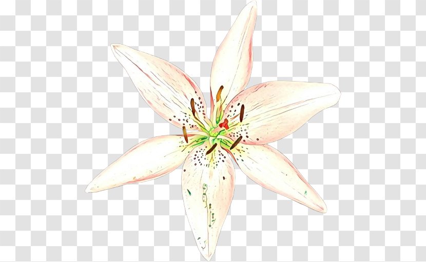 Cut Flowers Lily M - Petal Transparent PNG