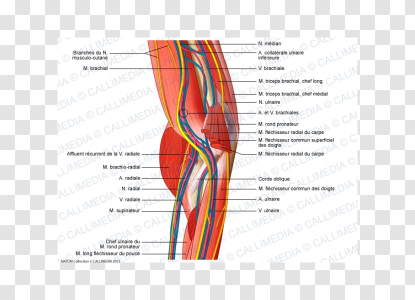 Shoulder Elbow Nerve Blood Vessel Anatomy - Silhouette - Flower Transparent PNG