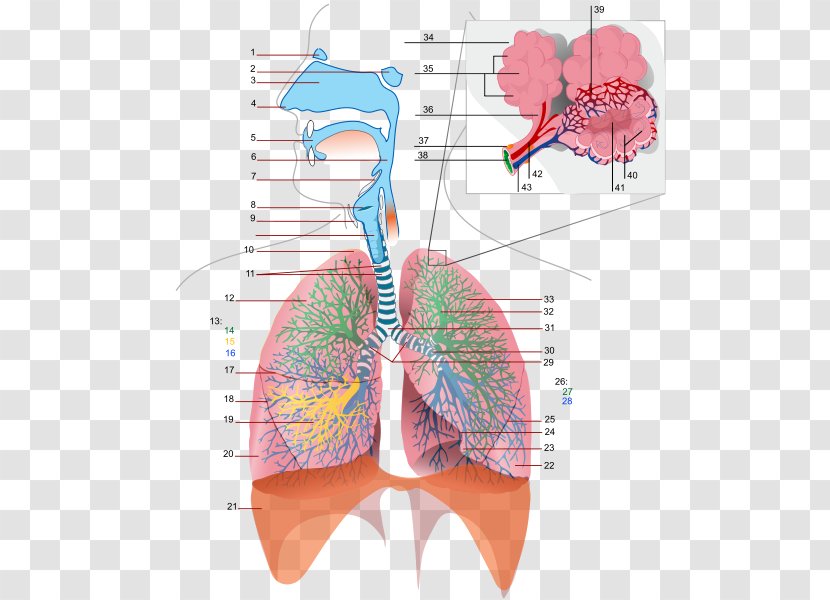 Respiratory Tract System Respiration Bronchus Gas Exchange - Silhouette - Watercolor Transparent PNG