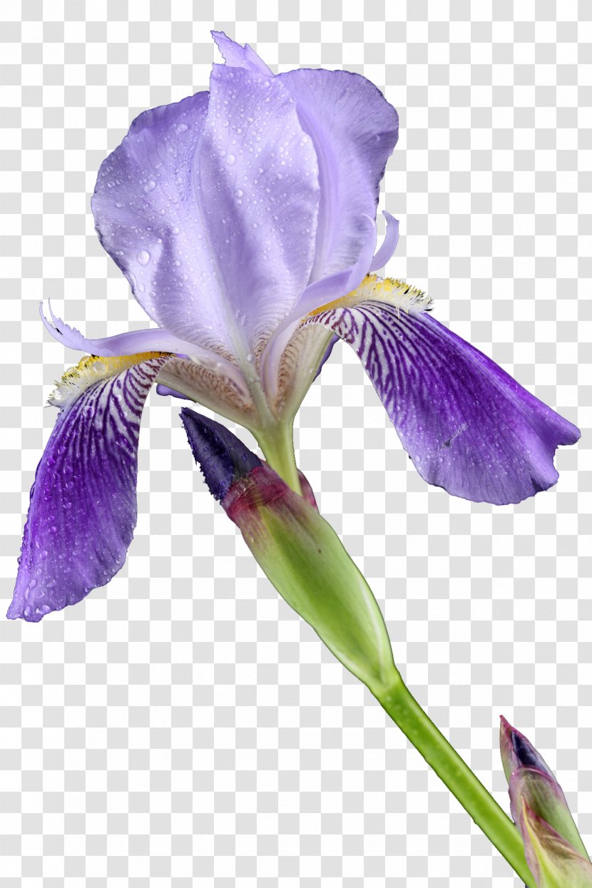 Cut Flowers Lilium Iris Croatica - Perfume Transparent PNG