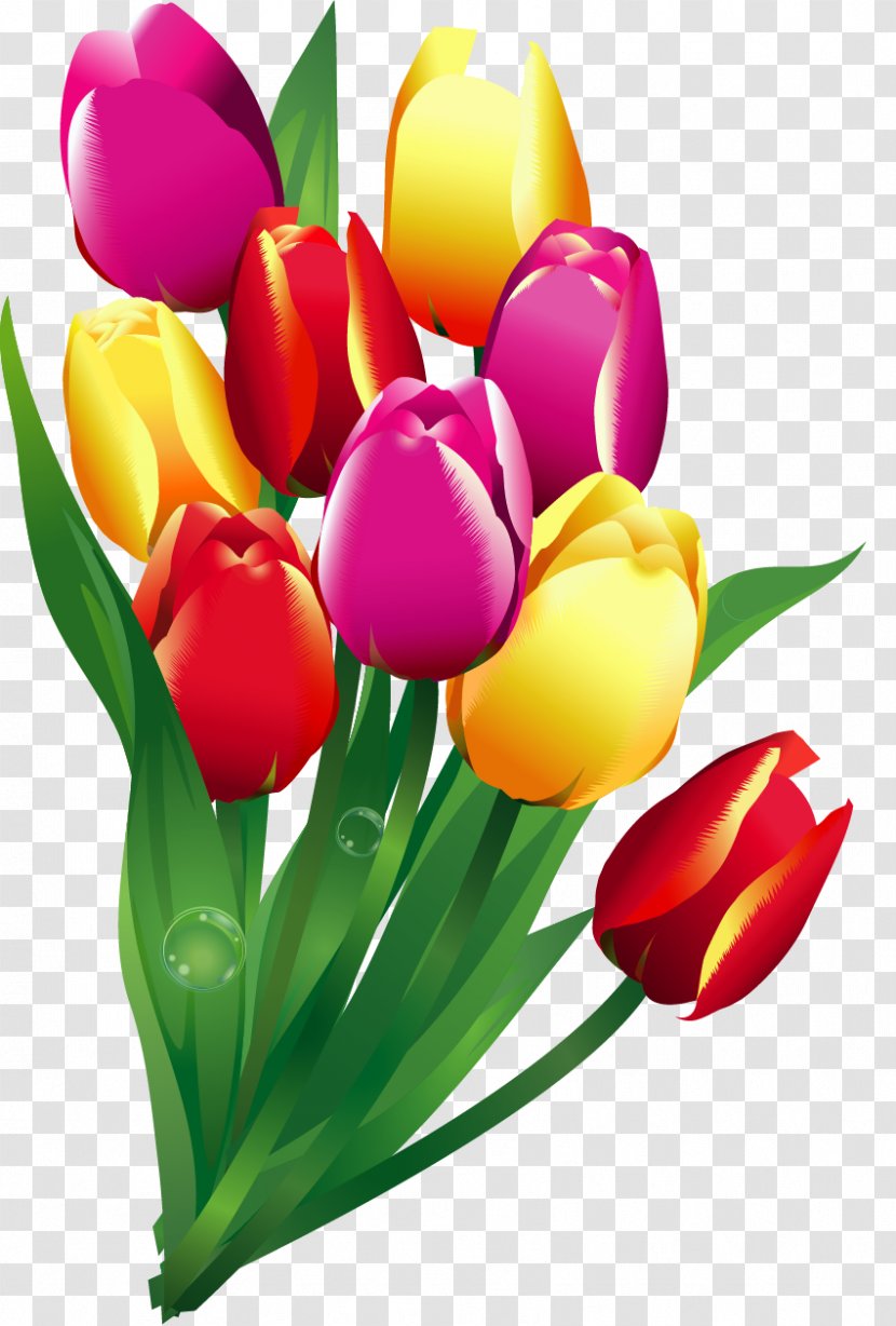 Tulip Clip Art Cut Flowers Flower Bouquet - Petal Transparent PNG