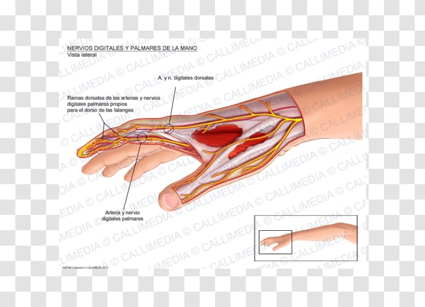 Thumb Proper Palmar Digital Nerves Of Median Nerve Hand Interossei Muscles - Frame Transparent PNG