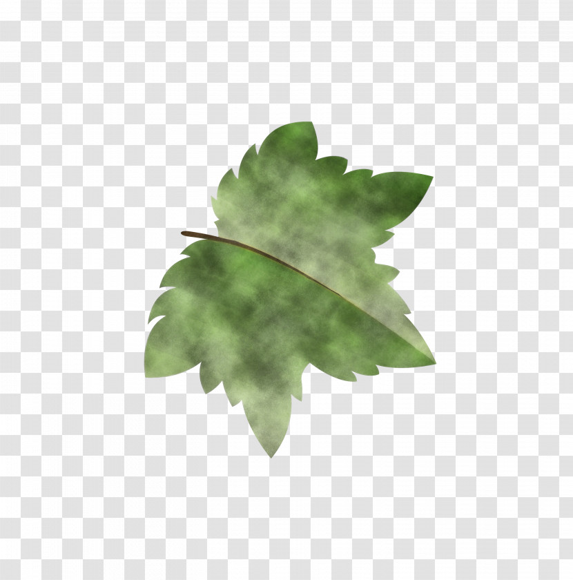 Fern Transparent PNG