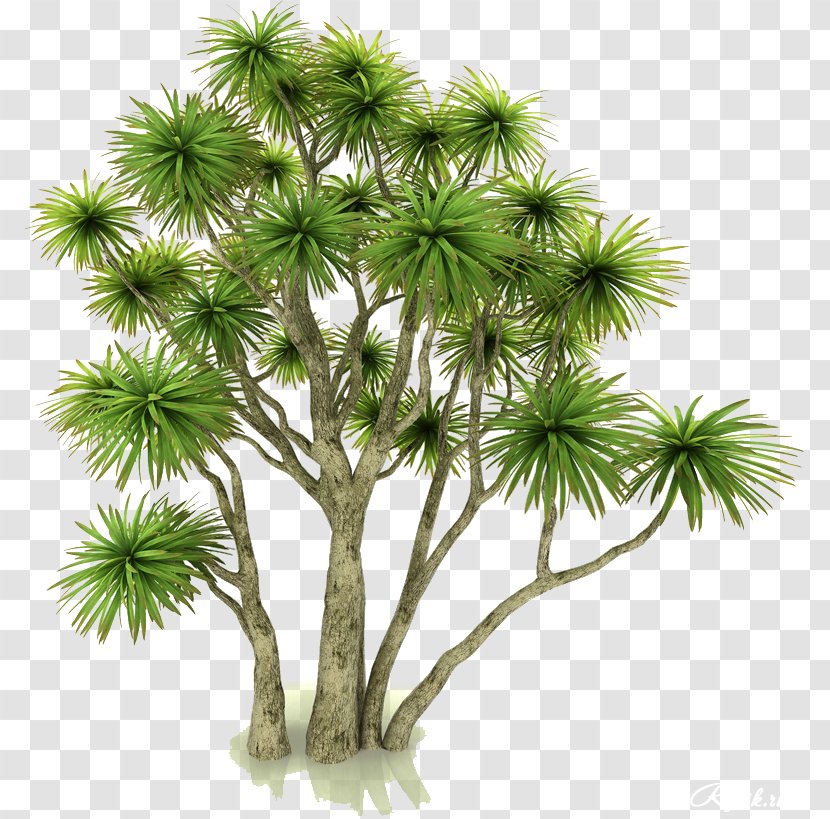 Asian Palmyra Palm Flowerpot Houseplant Autodesk 3ds Max .3ds - Borassus Flabellifer - Tree Transparent PNG