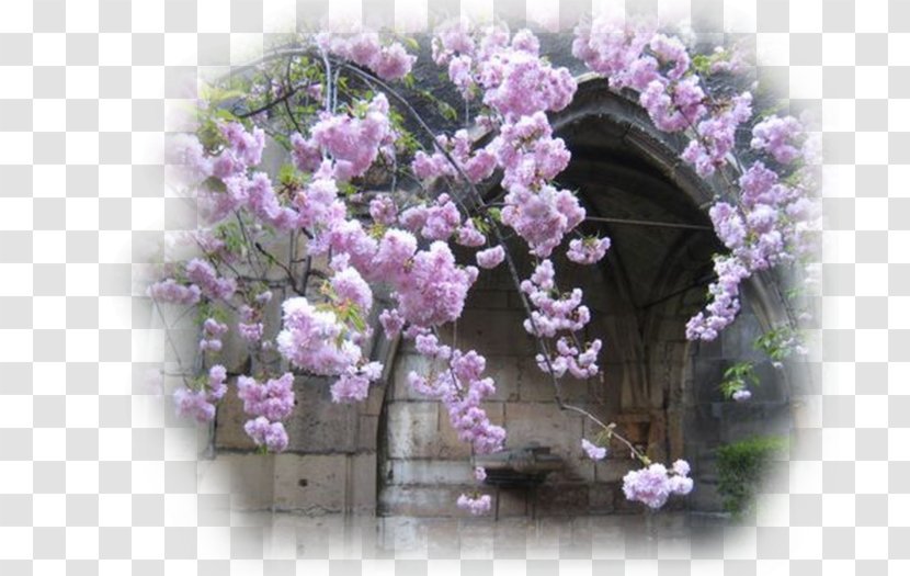 Cherry Blossom Spring ST.AU.150 MIN.V.UNC.NR AD Blog May - Flora Transparent PNG