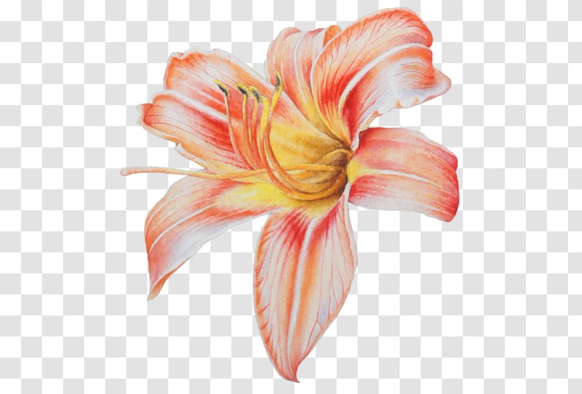 Lily Flower Cartoon - Peach - Herbaceous Plant Family Transparent PNG