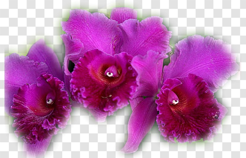 Moth Orchids Flower Clip Art - Flowering Plant Transparent PNG