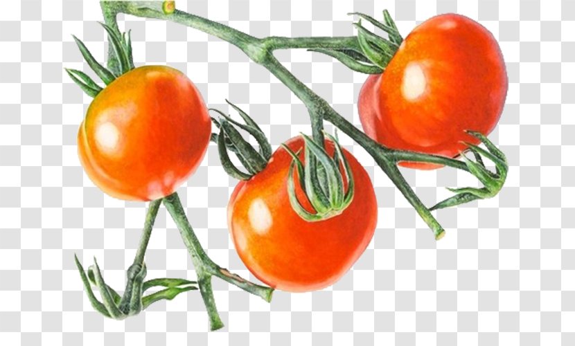 Cherry Tomato Vegetable Drawing - Clementine - Red Transparent PNG