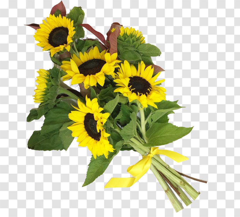 Common Sunflower Flower Bouquet Cut Flowers Floral Design - Transvaal Daisy Transparent PNG