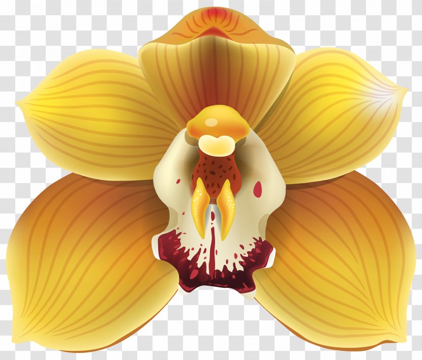 Cypripedium Flower Yellow Clip Art - Orchid Transparent PNG