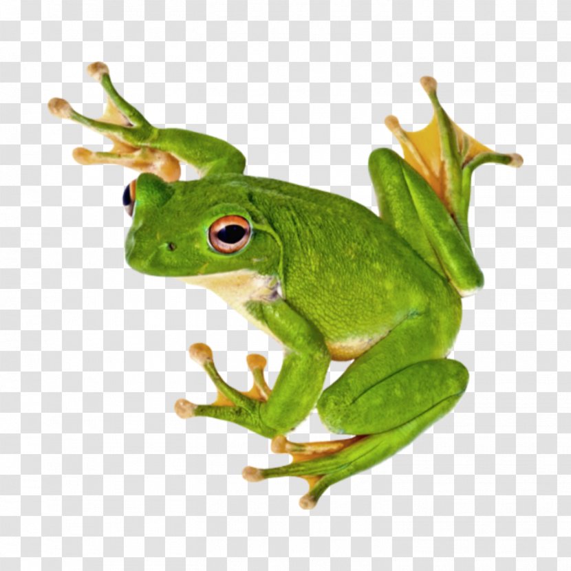 Tree Frog Stock.xchng Stock Photography - Phyllomedusinae Transparent PNG